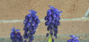 Picture of Muscari - Bicolour - violet/purple