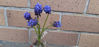 Picture of Muscari - Bicolour - violet/purple