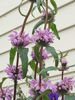 Picture of Phlomis tuberosa 'Bronze Flamingo'