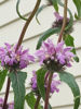 Picture of Phlomis tuberosa 'Bronze Flamingo'