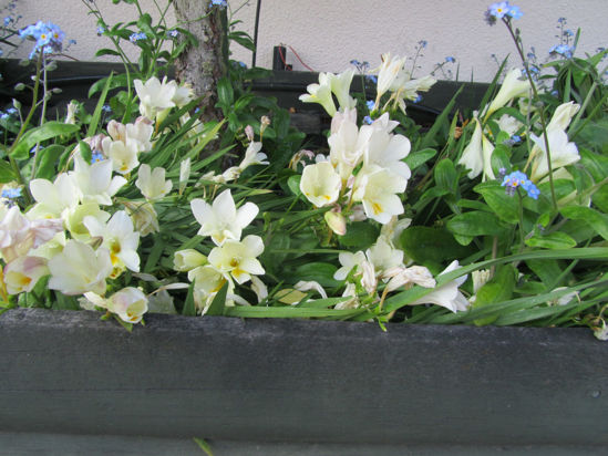 Picture of Freesia refracta alba - 10 medium sized bulbs