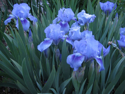 Picture of Iris 'Tinkerbell' -dwarf bearded. Mid blue