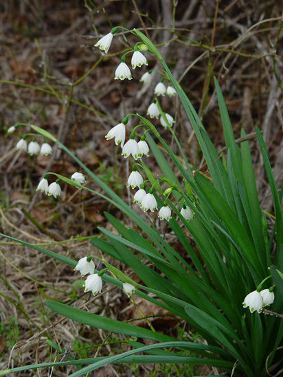 Picture of Leucojum  aestivum- 10 large bulbs