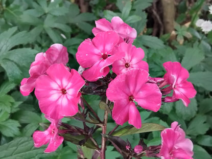 Picture of Phlox paniculata 'Vintage Wine'