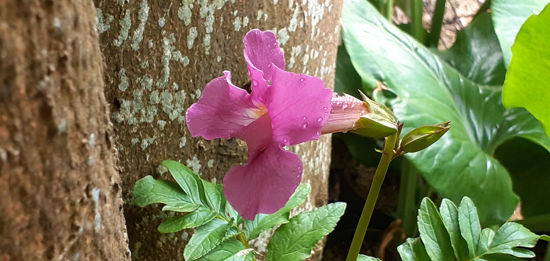 Picture of Incarvillea delavayi