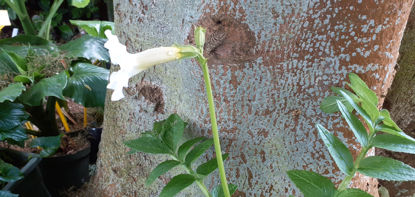 Picture of Incarvillea delavayi alba