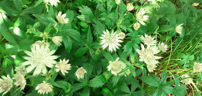 Picture of Astrantia major Green/White