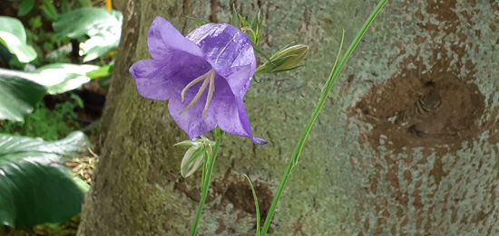 Picture of Campanula persicifolia Single Blue - 5 pieces