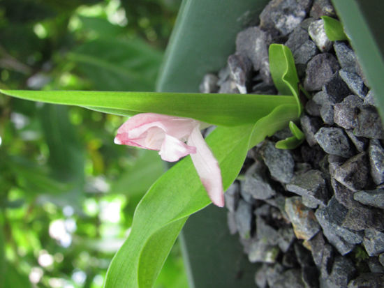 Picture of Roscoea alpina 'Royle'