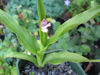 Picture of Roscoea alpina 'Royle'