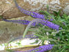 Picture of Veronica spicata Purple