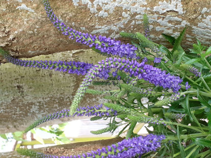 Picture of Veronica spicata Purple