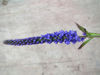 Picture of Veronica spicata Purple