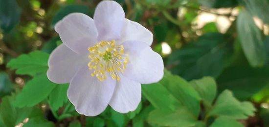 Picture of Anemone nemerosa pale lavender blue