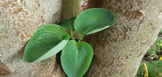 Picture of Hosta albiqua 'Driinking Gourd'