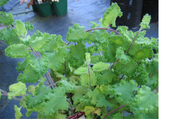 Picture of Teucrium scorodonia Crispum Marginatum