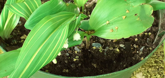 Picture of Convallaria majalis 'Albostriata'