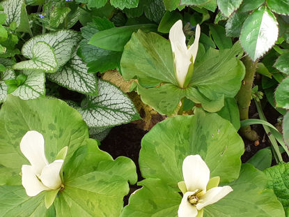 Picture of Trillium chloropetalum - seedlings