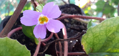 Picture of Primula megaseifolia