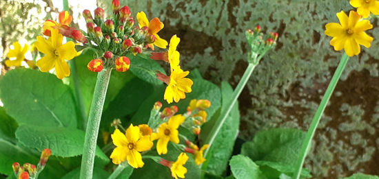 Picture of Primula chungensis