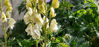 Picture of Aconitum napellus subsp. vulgare 'Albidum'